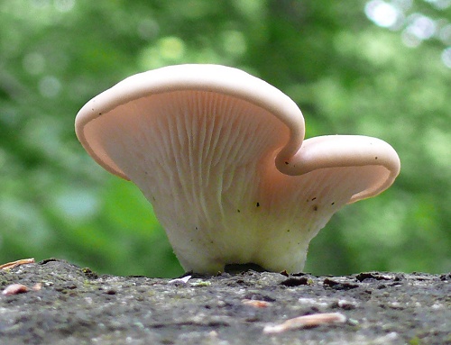 PleurotusCornucopiae3